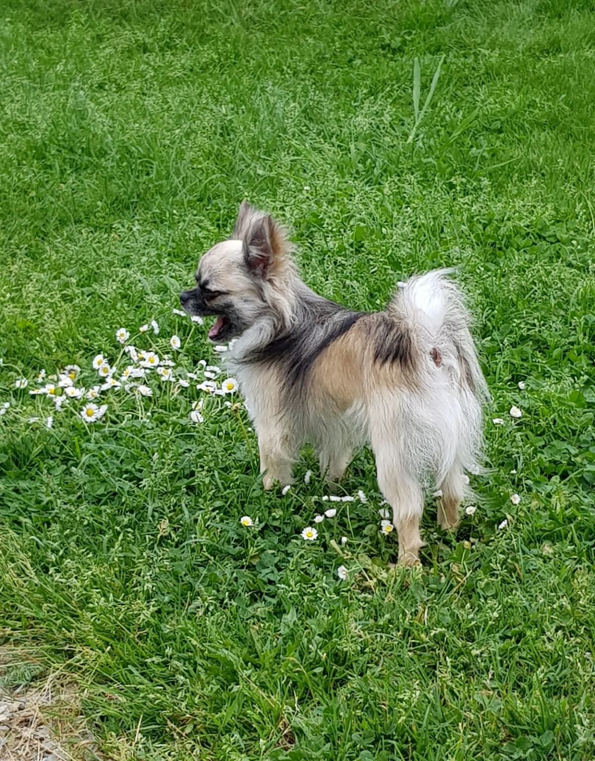 Chihuahua Chiots Les Jardins De Titan